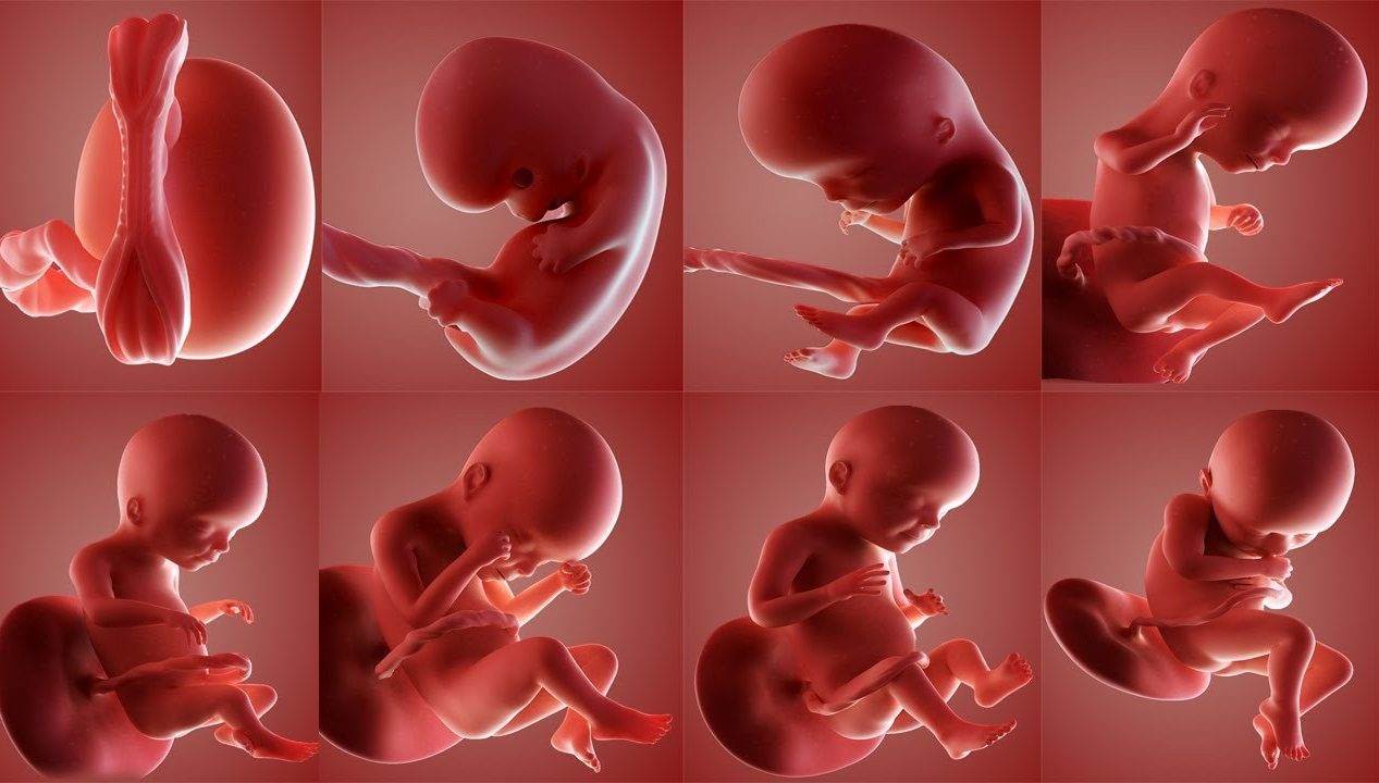 تعیین جنسیت جنین؛ باورهای قدیمی تا روش‌های علمی